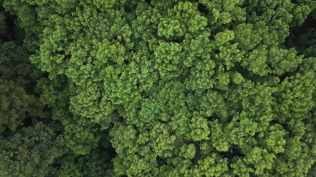 Aerial View of Caddo Lake State Park Cypress Wetlands and Scenic Waterways in Texas	
