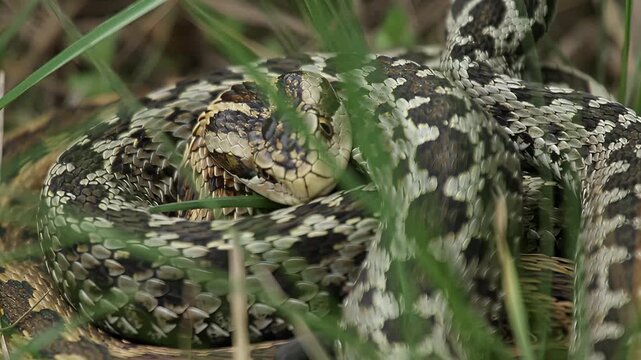 Close-up of a coiled viper snake with intricate scale patterns in natural grass habitat