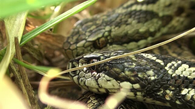 Close-up of a camouflaged viper snake head resting in dry grass