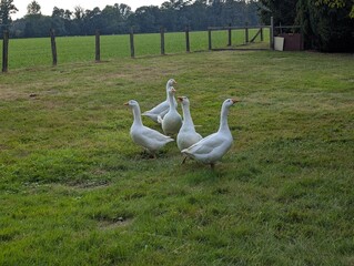 Flock of white domestic geese walking on green grass farm field, rural poultry farming livestock background © Karl