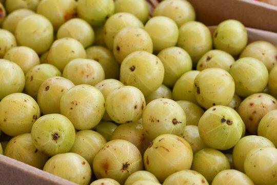 Close up of 'Phyllanthus Emblica'  Indian gooseberry fruits at market