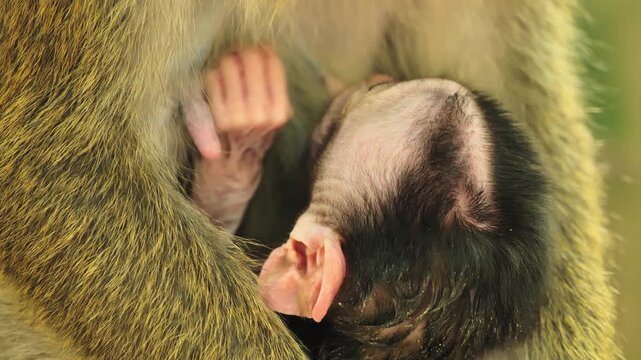 Baby macaque nurses from its mother in warm tropical light in Oslob Cebu