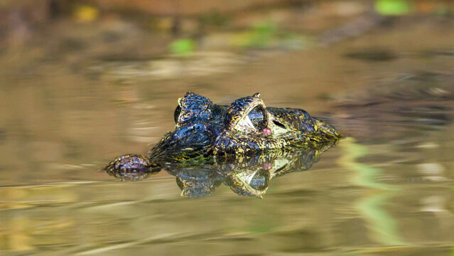 Yacare caiman head barely above the water surface