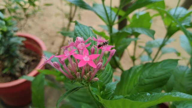 Pink Pentas Flowers Blooming in Garden with Small Insect Crawling on Petals
