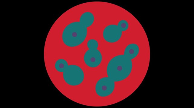 Microscopic view of bacteria and yeast cells multiplying in laboratory