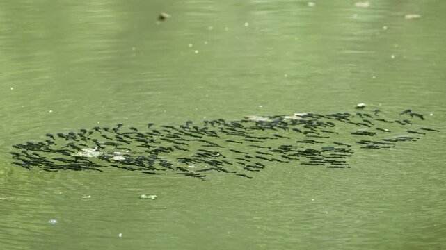 School of Bullhead catfish swimming together in the old Provo River during the summer.