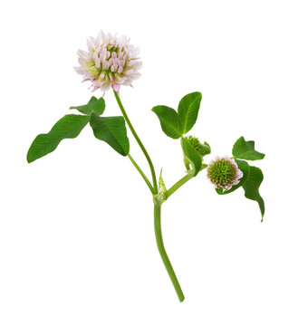 Pink clover flower with green leaves and bud isolated on white or transparent background. Profile view.