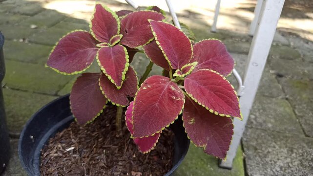 Vibrant red Mana leaves displaying striking colors, natural patterns, and detailed foliage, creating an attractive botanical subject for gardening, nature, and decorative concepts.