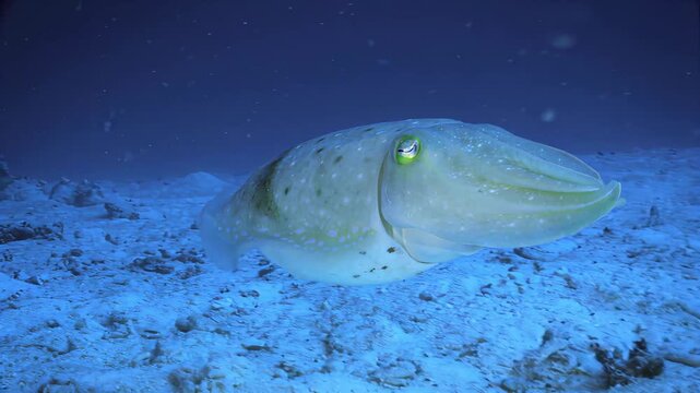 Cuttlefish gracefully swims over sandy ocean floor in clear blue water