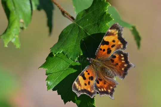 Green Comma butterfly (Polygonia faunus) on a birch leaf.