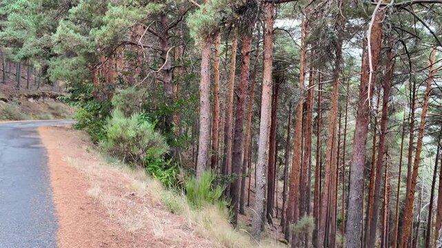 First-person view moving along a wet asphalt road bordering a thick pine forest on a hillside