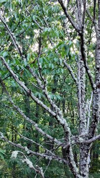 Unripe sweet chestnuts growing on a tree with lichen-covered branches in a lush summer forest