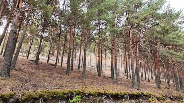 Majestic pine forest with tall trees lining a mountain roadside on an overcast day