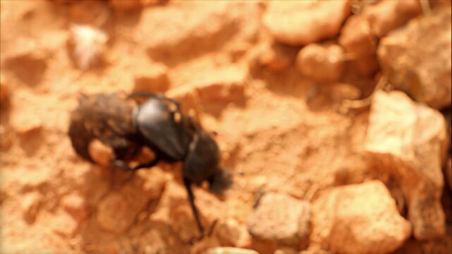 Close-up of a dung beetle rolling a ball of dung across rocky terrain