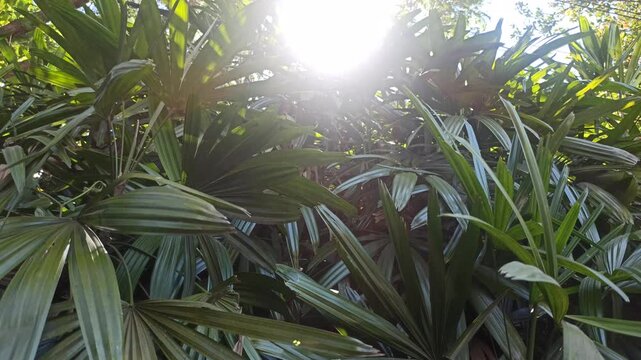 Fresh green leaves of Rhapis excelsa, also known as lady palm, displaying distinctive fan-shaped foliage and natural texture in a tropical garden environment.