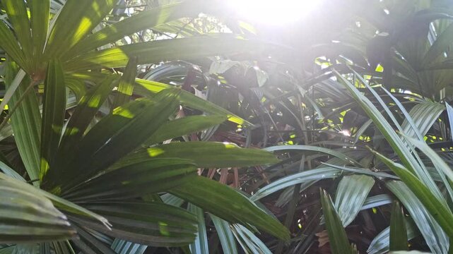 Fresh green leaves of Rhapis excelsa, also known as lady palm, displaying distinctive fan-shaped foliage and natural texture in a tropical garden environment.