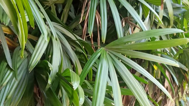 Fresh green leaves of Rhapis excelsa, also known as lady palm, displaying distinctive fan-shaped foliage and natural texture in a tropical garden environment.