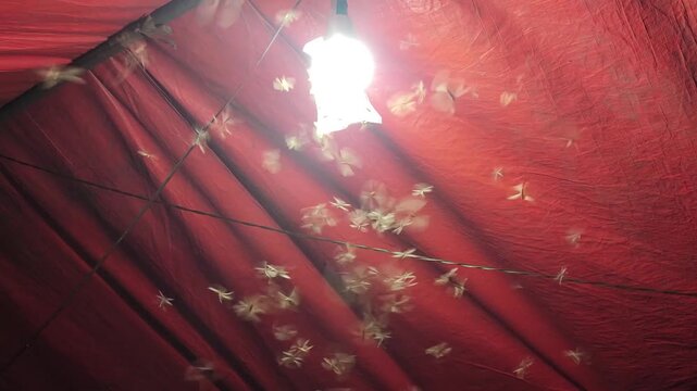 A swarm of flying termites swarming around a bright light under a red tarp at night. A natural insect behavior phenomenon during the rainy season.
