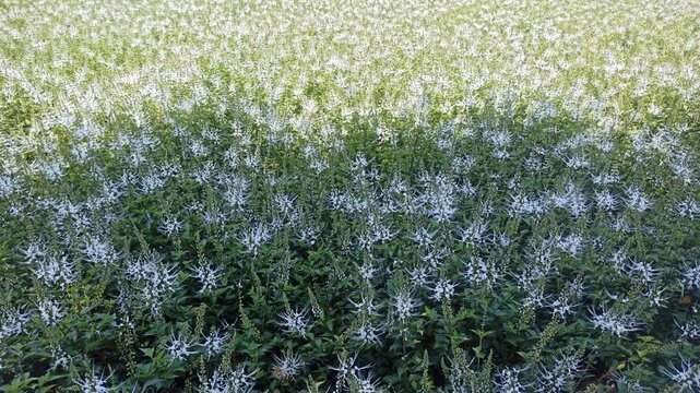 Cat's whiskers flower growing in a garden, featuring delicate white and purple blooms from Orthosiphon aristatus, a tropical plant widely known for traditional herbal medicine.