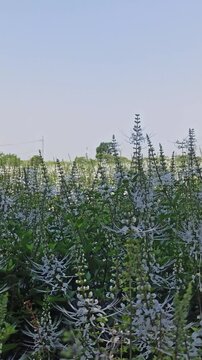 Cat's whiskers flower growing in a garden, featuring delicate white and purple blooms from Orthosiphon aristatus, a tropical plant widely known for traditional herbal medicine.