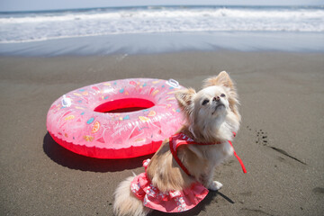 ピンクの浮き輪と夏を楽しむ白いチワワ © UNF ドッグフォトグラファー 影山