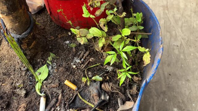 Cigarette butts with Green plant grows in soil inside a round container with dry leaves