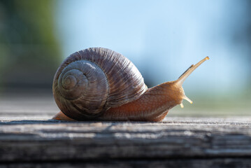 Close-up macro of a small land snail with a spiral shell crawling . © AGITA LEIMANE