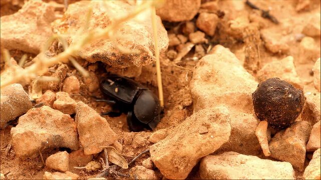 Dung beetle rolling a ball of dung through dry, rocky terrain