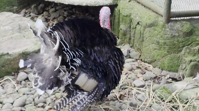 Male wild turkey displaying black and white fanned tail feathers on a stony ground.