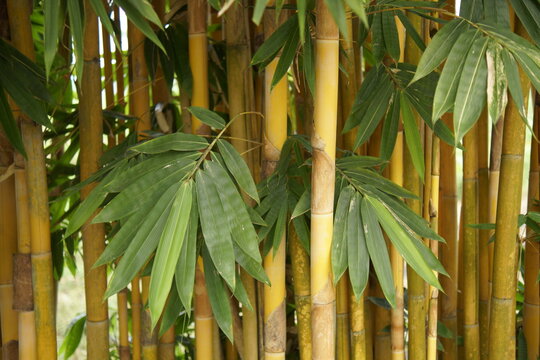 Planting bamboo offers numerous remarkable benefits, ranging from environmental preservation to high economic value. This plant is renowned for its rapid growth, ability to absorb large amounts of car
