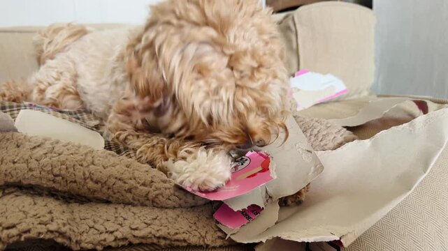 Puppy Biting Cardboard With Teeth Showing