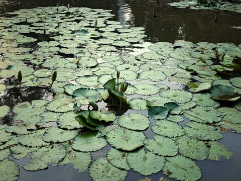 Green water lily pads and closed lotus buds floating on a calm pond surface