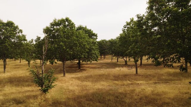 Aerial Chestnut Trees in Portugal