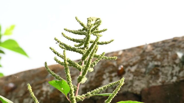 Amaranthus palmeri plant. It&nbsp;is a species of edible&nbsp;flowering plant&nbsp;in the&nbsp;amaranth&nbsp;genus. Its common name is&nbsp;carelessweed, dioecious amaranth, &nbsp;Palmer's amaranth,&nbsp;Palmer amaranth, and&nbsp;Palmer pigweed.