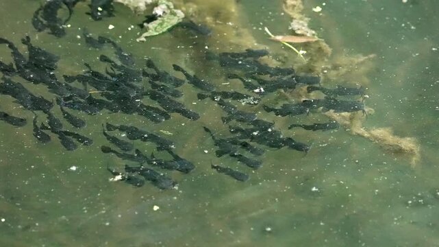 School of Bullhead Catfish minnows moving through the stagnant Provo River during the summer.