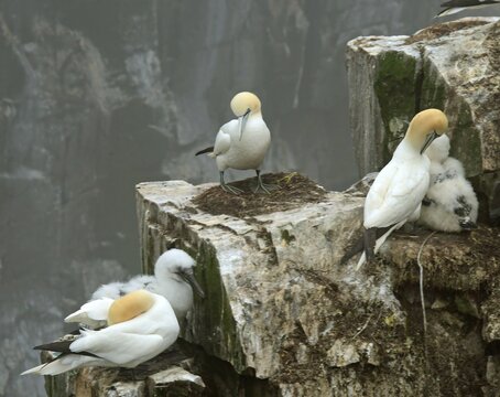  nesting northern gannets and babies in  steep cliffs of the bird rock sea stack at  the cape st. mary's ecological reserve on a foggy summer day near saint bride, newfoundland, canada 