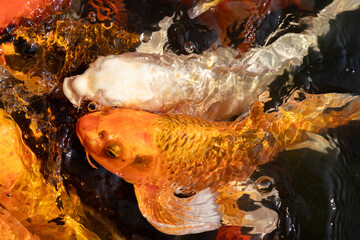 Vibrant orange and white koi fish swimming near the water surface while creating gentle ripples and air bubbles. © wannasak