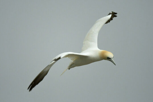  northern gannet in flight near the bird rock sea stack at  the cape st. mary's ecological reserve on a foggy summer day near saint bride, newfoundland, canada 