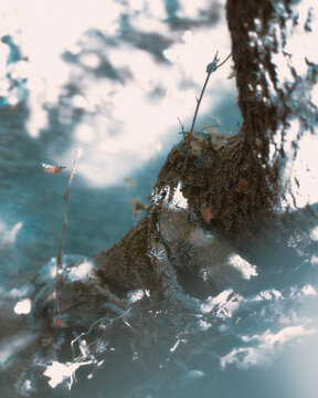 butterflies in the rocks