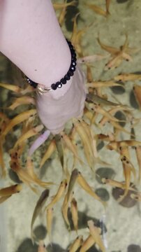 Top-down view of a hand submerged in a clear pool as small orange spa fish nibble the skin.