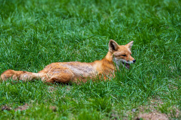 Obraz premium キタキツネ