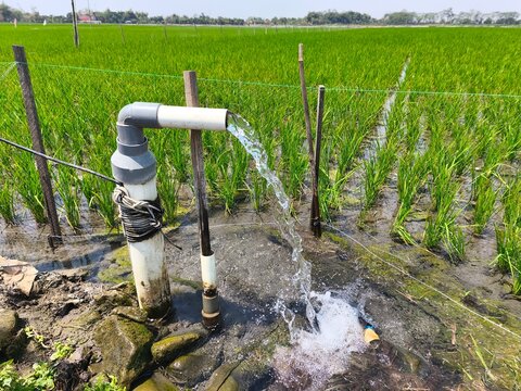 Electric water pump irrigating lush green rice field using PVC pipe. Clean groundwater flows to nourish crops, showcasing efficient agricultural water management system and rural farming practices.