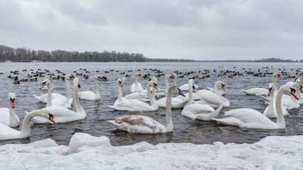 Wide crop 16:9 of flock of white swans swimming in frozen river in winter. © Volodymyr Shevchuk
