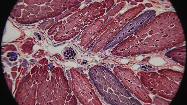 Microscopic view of stained tissue section, revealing anatomical structures under high magnification, laboratory research concept