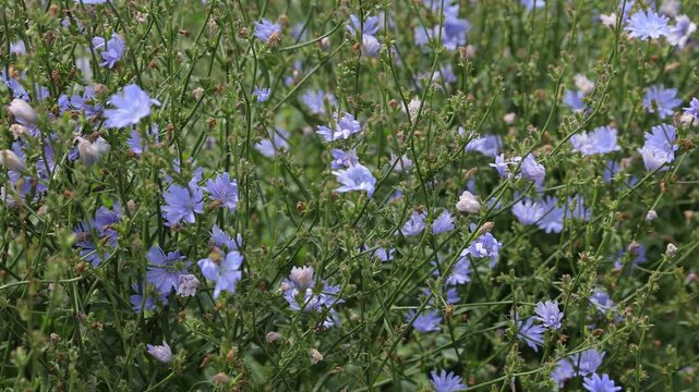 Blue flowers of common chicory (Cichorium intybus) growing in a meadow and gently moving in the summer breeze. The delicate blue blossoms and natural green vegetation create a beautiful botanical back