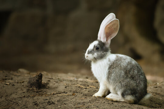 Cute grey and white rabbit with long ears sitting on the ground in side profile view