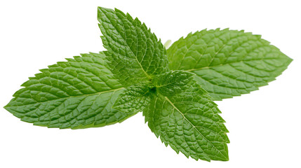 Fresh green mint leaves detailed texture, isolated on transparent background © Mia