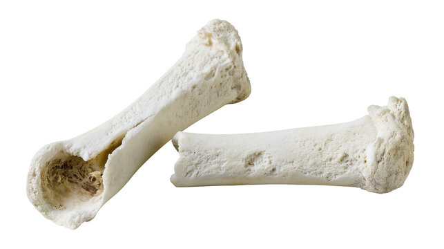 Two weathered broken animal bones with porous texture, isolated on transparent background