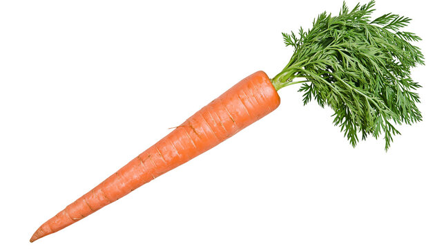 Fresh orange carrot with green leafy tops, isolated on transparent background
