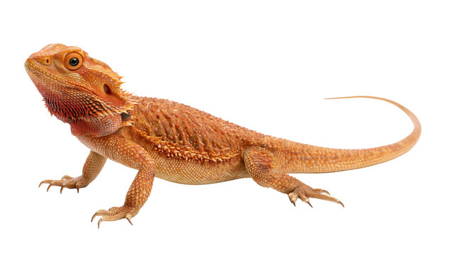 Orange bearded dragon reptile with spiky scales, isolated on transparent background